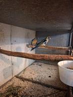 Te koop koppel portlincons 2025 en strogele, Dieren en Toebehoren, Meerdere dieren, Parkiet