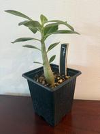 Adenium Woestijnroos - 2 jaar oud, 21cm hoog, Overige soorten, Volle zon, Ophalen of Verzenden, Tweejarig