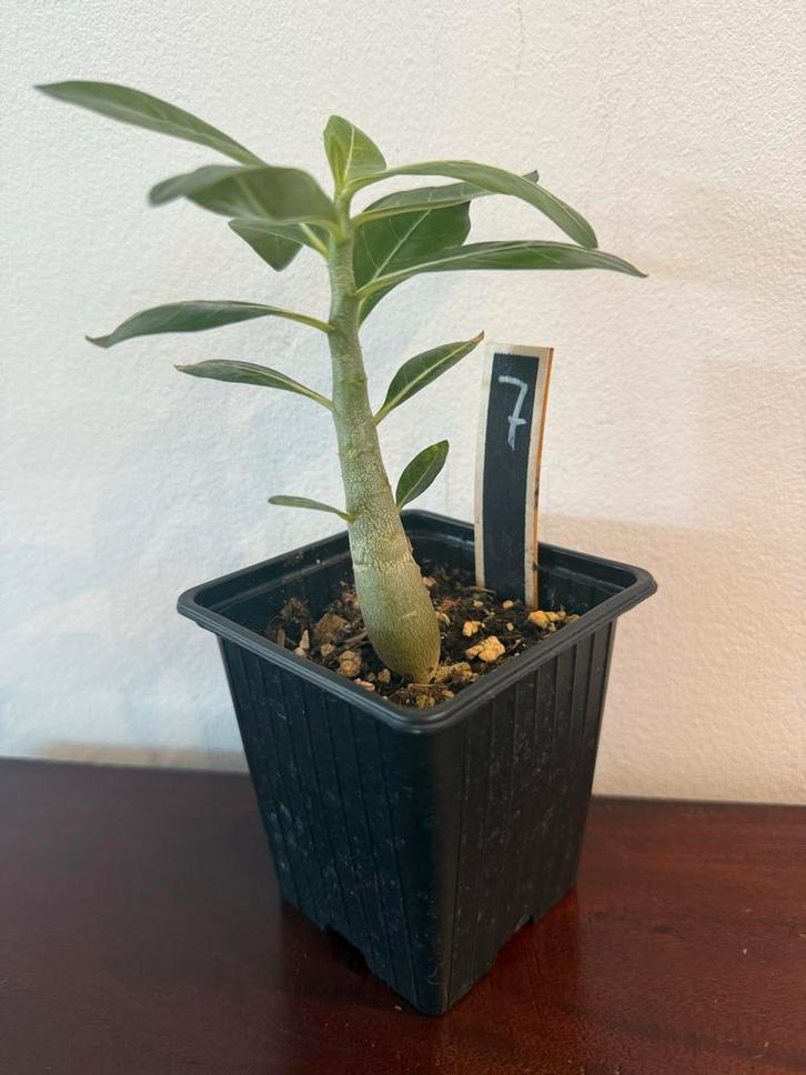 Adenium Woestijnroos - 2 jaar oud, 21cm hoog, Tuin en Terras, Planten | Tuinplanten, Tweejarig, Overige soorten, Volle zon, Zomer