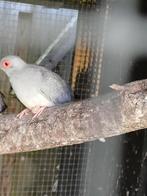 Diamantduif man., Dieren en Toebehoren, Mannelijk, Tropenvogel