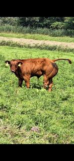 Superbest stierkalf, Dieren en Toebehoren, Runderen, Mannelijk