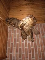 Oude Opgezette Buizerd, Ophalen