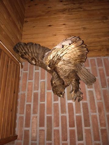 Oude Opgezette Buizerd  beschikbaar voor biedingen