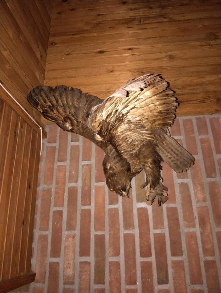 Oude Opgezette Buizerd, Antiek en Kunst, Kunst | Beelden en Houtsnijwerken, Ophalen