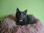 Maine coon kittens blue met stamboom, Dieren en Toebehoren, Katten en Kittens | Raskatten | Langhaar, Meerdere dieren, Gechipt