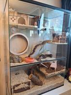 Gerbilverblijf met spullen, Dieren en Toebehoren, Ophalen, Gebruikt, 90 cm of meer, Hok