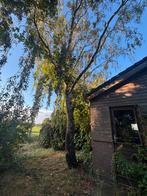 Bomen te kappen / zagen, Tuin en Terras, Planten | Bomen, Ophalen of Verzenden, Bloeit niet, Volle zon, Overige soorten