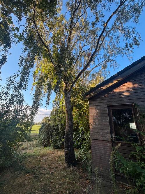 Bomen te kappen / zagen, Tuin en Terras, Planten | Bomen, Overige soorten, Volle zon, Bloeit niet, Ophalen of Verzenden