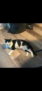 Vermist Max!, Dieren en Toebehoren, Vermiste en Gevonden Dieren, Kat