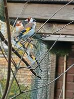 Majoor putter koppel, Dieren en Toebehoren, Meerdere dieren, Wildzangvogel, Geringd