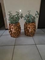 2 gave leeuwenkoppen goud, Ophalen of Verzenden, Nieuw, Binnen