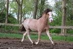 Stekelharige welshpony ruin!, Dieren en Toebehoren, Pony's, Onbeleerd, Gechipt, B pony (1.17m tot 1.27m), Ruin