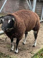 dassenkop ram, Dieren en Toebehoren, Mannelijk, Schaap