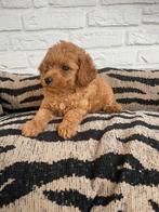 Maltipoo pups abrikoos, Dieren en Toebehoren, Honden | Chihuahua's en Gezelschapshonden, Nederland, Overige rassen, CDV (hondenziekte)