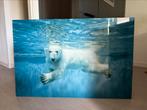 Foto print IJSBEER op plexiglas, Antiek en Kunst, Ophalen of Verzenden