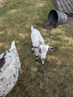 Dwerggeit bokje, Dieren en Toebehoren, Mannelijk, Geit, 0 tot 2 jaar