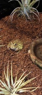 Ceratophrys Cranwelli (pacman frogs), Dieren en Toebehoren, Reptielen en Amfibieën, 0 tot 2 jaar, Tam, Amfibie