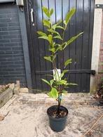 Magnolia Soulangeana, Ophalen, Overige soorten, Minder dan 100 cm