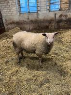 Rouge l ouest, Mannelijk, Schaap