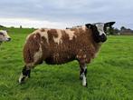 Luxe bonte rammen, Dieren en Toebehoren, Mannelijk, Schaap