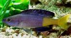 Cyprichromis Leptomosa Speckleback Moba, Dieren en Toebehoren, Vissen | Aquariumvissen, Vis, Zoetwatervis, Schoolvis