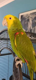 Papegaai dubbele geelkop oratrix, Dieren en Toebehoren, Vogels | Parkieten en Papegaaien, Mannelijk, Papegaai