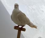Zijde vederige lachduif, Meerdere dieren, Tropenvogel