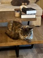 Maine Coon XXL kittens, Dieren en Toebehoren, Gechipt, 0 tot 2 jaar