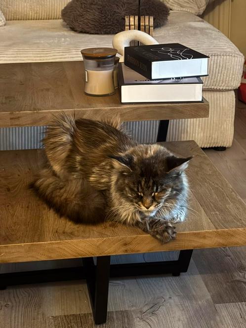 Maine Coon XXL kittens, Dieren en Toebehoren, Katten en Kittens | Raskatten | Langhaar, 0 tot 2 jaar, Gechipt, Ontwormd, Ingeënt