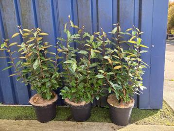 Elaeagnus voor hagen beschikbaar voor biedingen