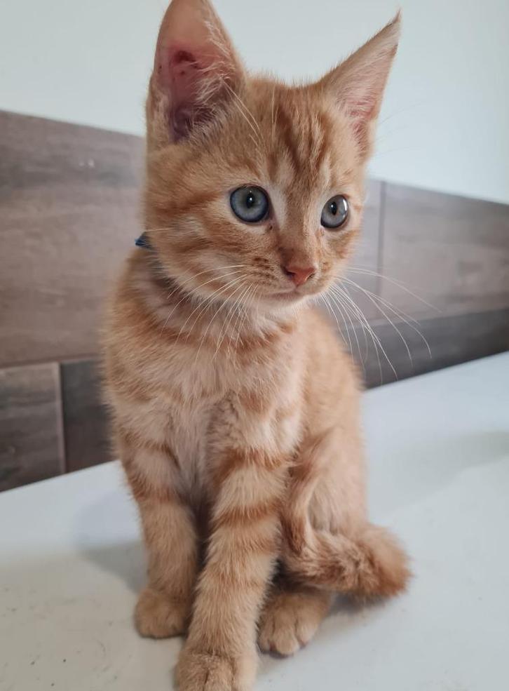 Speelse kittens, rode katertjes en lapjes poesje, Dieren en Toebehoren, Katten en Kittens | Raskatten | Korthaar, Meerdere dieren