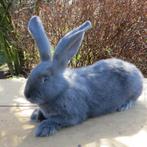 Gezocht Vlaamse/duitse reus konijnen. Overijssel, Dieren en Toebehoren, Meerdere dieren, Groot, 0 tot 2 jaar