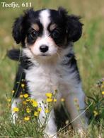 Lieve Kruising Sheltie pups., Nederland, 8 tot 15 weken, Teef, CDV (hondenziekte)