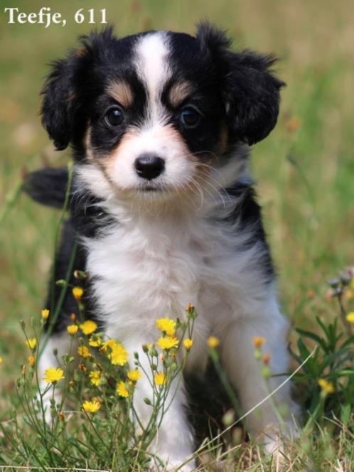 Lieve Kruising Sheltie pups., Dieren en Toebehoren, Honden | Niet-rashonden, Middel, Teef, Fokker | Professioneel, Meerdere, Nederland