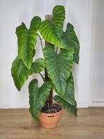 Philodendron Ernestii op mospaal, Ophalen, 100 tot 150 cm, Overige soorten, Halfschaduw