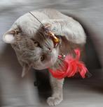 Prachtige Brits korthaar dekkater, Dieren en Toebehoren, Katten en Kittens | Dekkaters, 3 tot 5 jaar