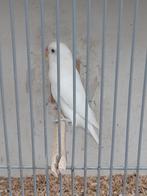 Te koop, fischeries, Meerdere dieren, Dwergpapegaai of Agapornis, Geringd