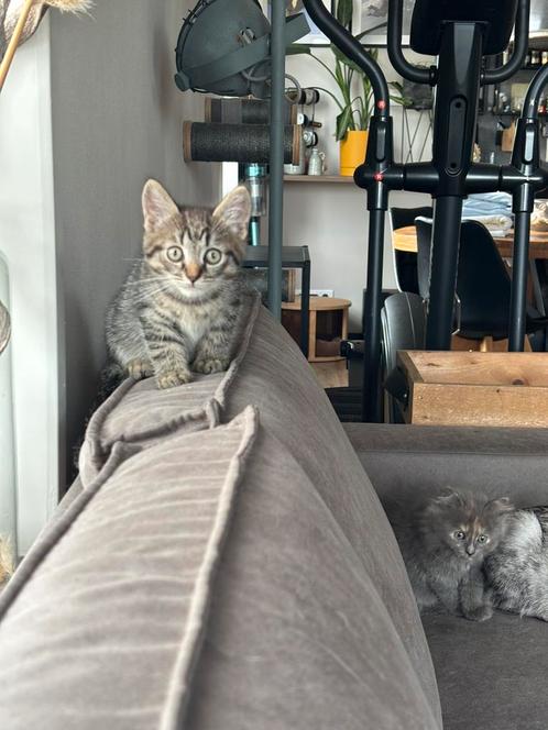 LAATSTE KITTEN: Katertje Siberische boskat X, Dieren en Toebehoren, Katten en Kittens | Raskatten | Langhaar, Kater, 0 tot 2 jaar