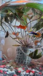 Guppen, gratis op te halen, Dieren en Toebehoren, Vissen | Aquariumvissen, Vis