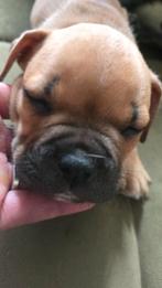 Franse pitjes te koop, Dieren en Toebehoren, Rabiës (hondsdolheid), 8 tot 15 weken, Bulldog, Meerdere