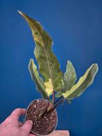Alocasia Lauterbachiana Variegata p12 (1), Ophalen of Verzenden, Halfschaduw, Minder dan 100 cm