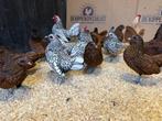 Jonge tamme Sebright kippen gesekst & ingeënt, Dieren en Toebehoren, Pluimvee, Vrouwelijk, Kip