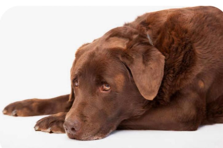 Gezocht: labrador herplaatser vanaf 6 mnd, Dieren en Toebehoren, Honden | Retrievers, Spaniëls en Waterhonden, Reu, Labrador retriever
