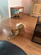 Pommeriaan, 1 tot 2 jaar, Parvo, Eén hond, Nederland