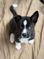 Amerikaanse Akita x Huskita pups, België, Particulier, Rabiës (hondsdolheid), 8 tot 15 weken