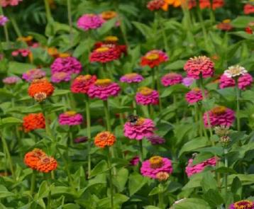 Zinnia’s bloemen pluktuin tuinplanten beschikbaar voor biedingen