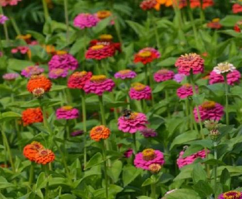Zinnia’s bloemen pluktuin tuinplanten, Tuin en Terras, Planten | Tuinplanten, Overige soorten, Volle zon, Zomer, Ophalen