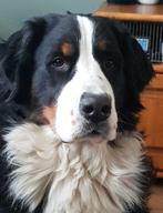 berner sennen, 6 jaar of ouder, Sennenhond, Teef, Eén hond