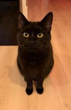 Lieve kater (ragdoll mix) op zoek naar ander huisje, Kater, Gechipt, 0 tot 2 jaar