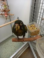 bronsvleugel pionus, Dieren en Toebehoren, Meerdere dieren, Papegaai, Geringd